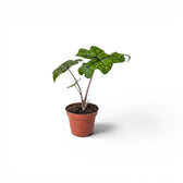 Alocasia Jacklyn Jungpflanze im Topf mit grünen Blättern auf weißem Hintergrund
