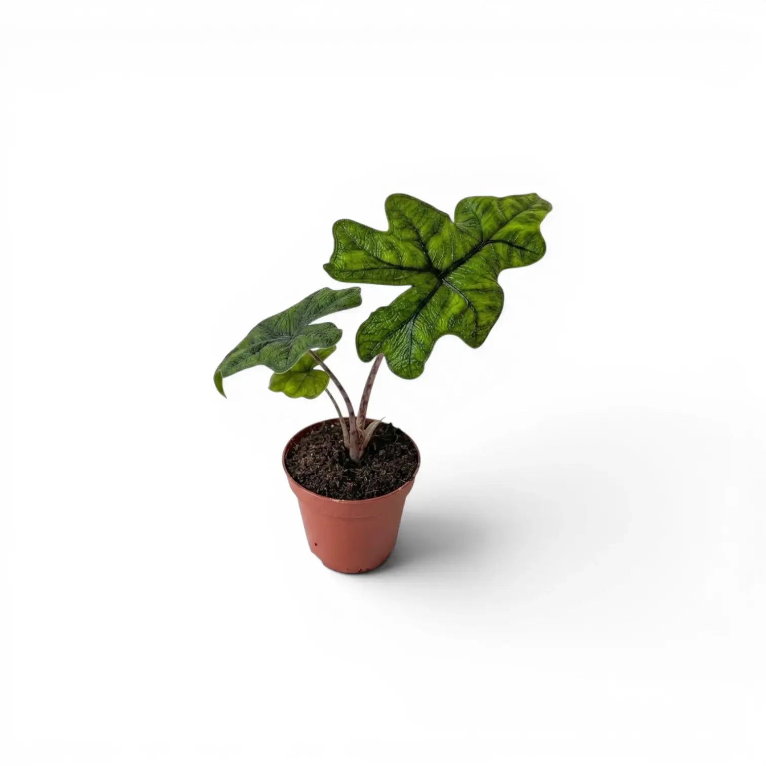 Alocasia Jacklyn Jungpflanze im Topf mit grünen Blättern auf weißem Hintergrund