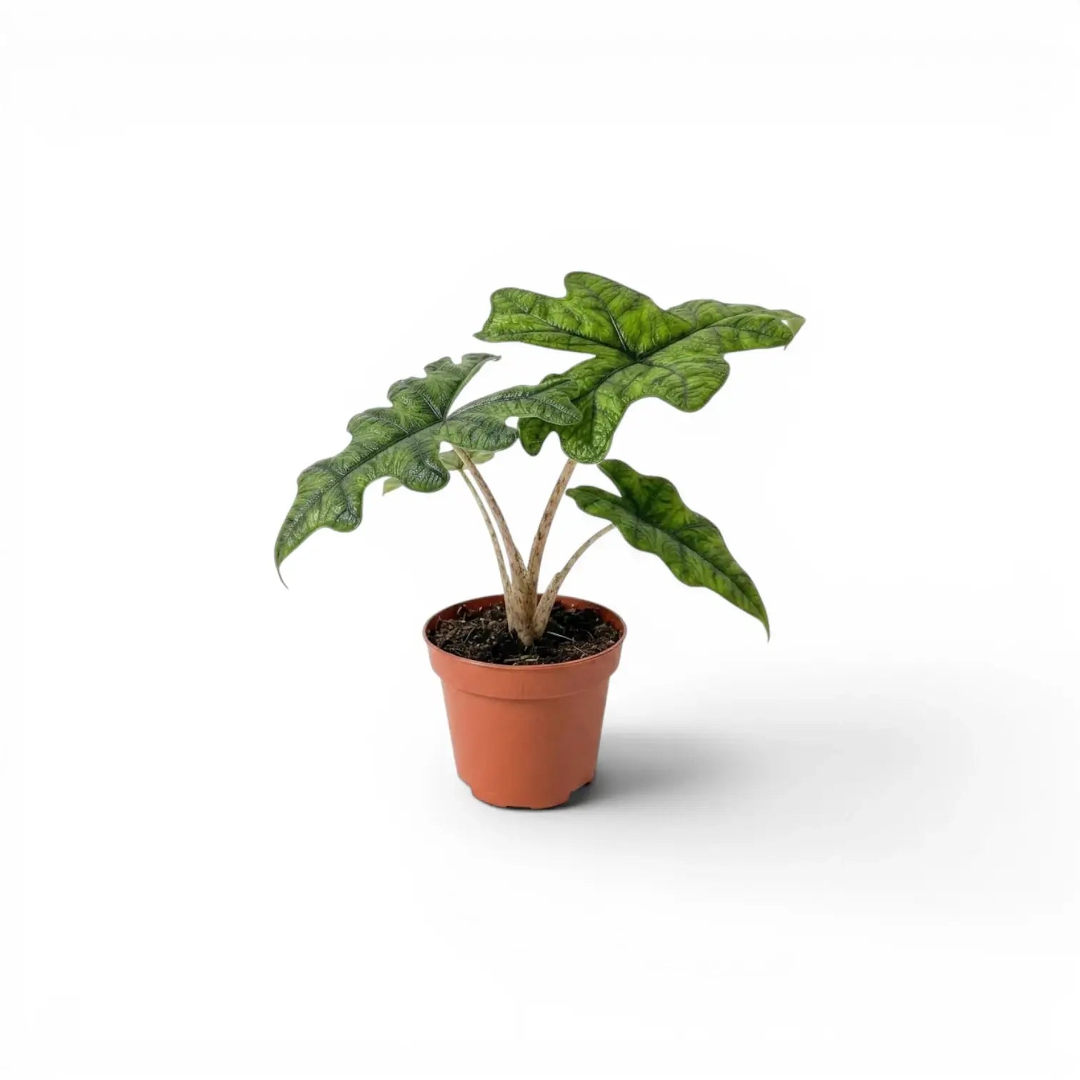 Alocasia Jacklyn Jungpflanze im Topf mit grünen Blättern auf weißem Hintergrund