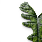 Nahaufnahme eines grünen, strukturierten und tief gelappten Blattes der Alocasia Jacklyn auf weißem Hintergrund