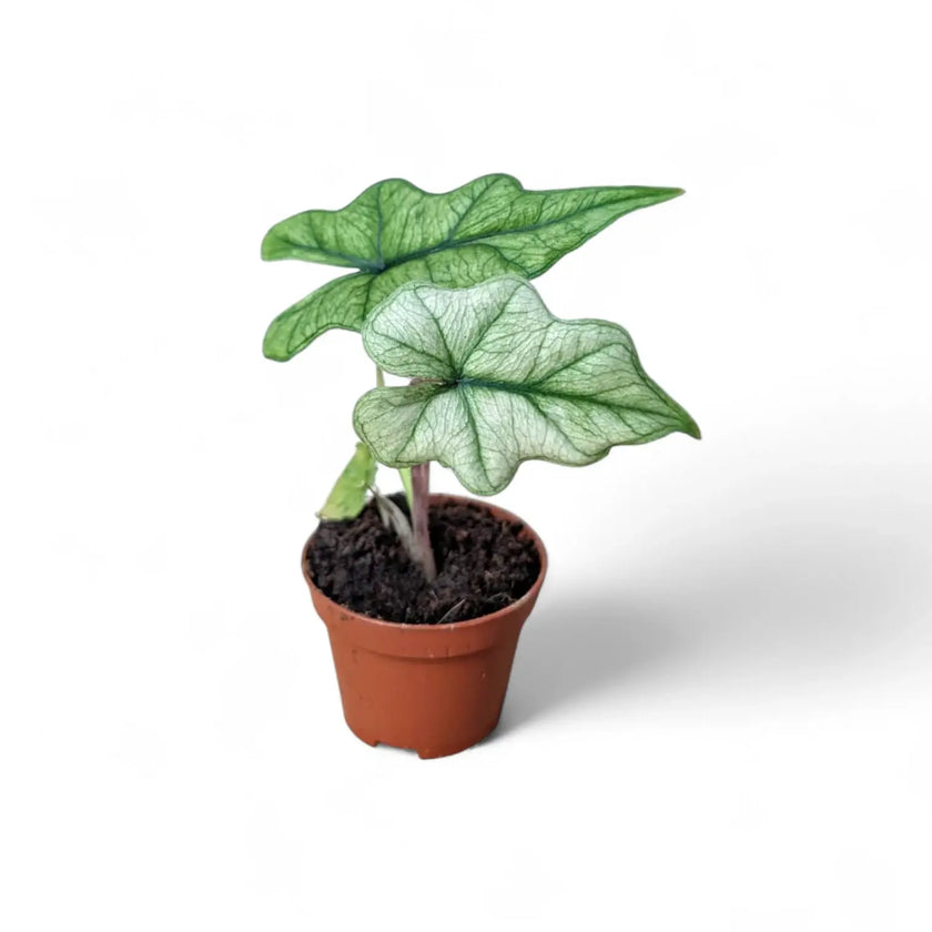 Alocasia 'Jacklyn Ghost' ('Mint') potted plant in nursery pot on white background.
