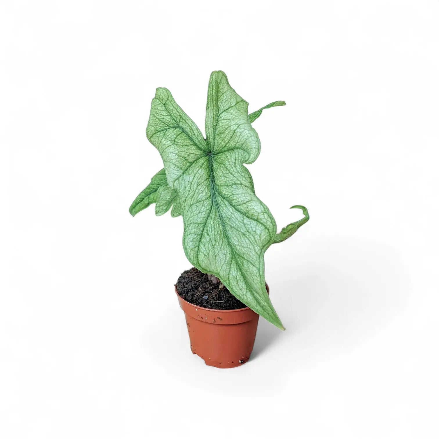 Alocasia 'Jacklyn Ghost' ('Mint') – Zimmerpflanze im Kulturtopf auf weißem Hintergrund, Produktfoto 3.