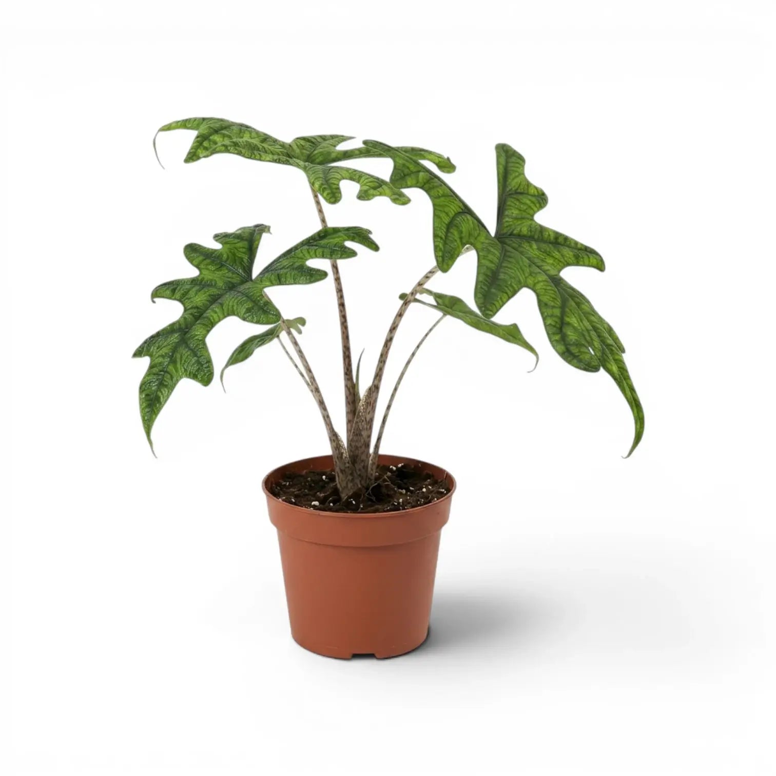 Alocasia Jacklyn im Topf mit grünen Blättern auf weißem Hintergrund