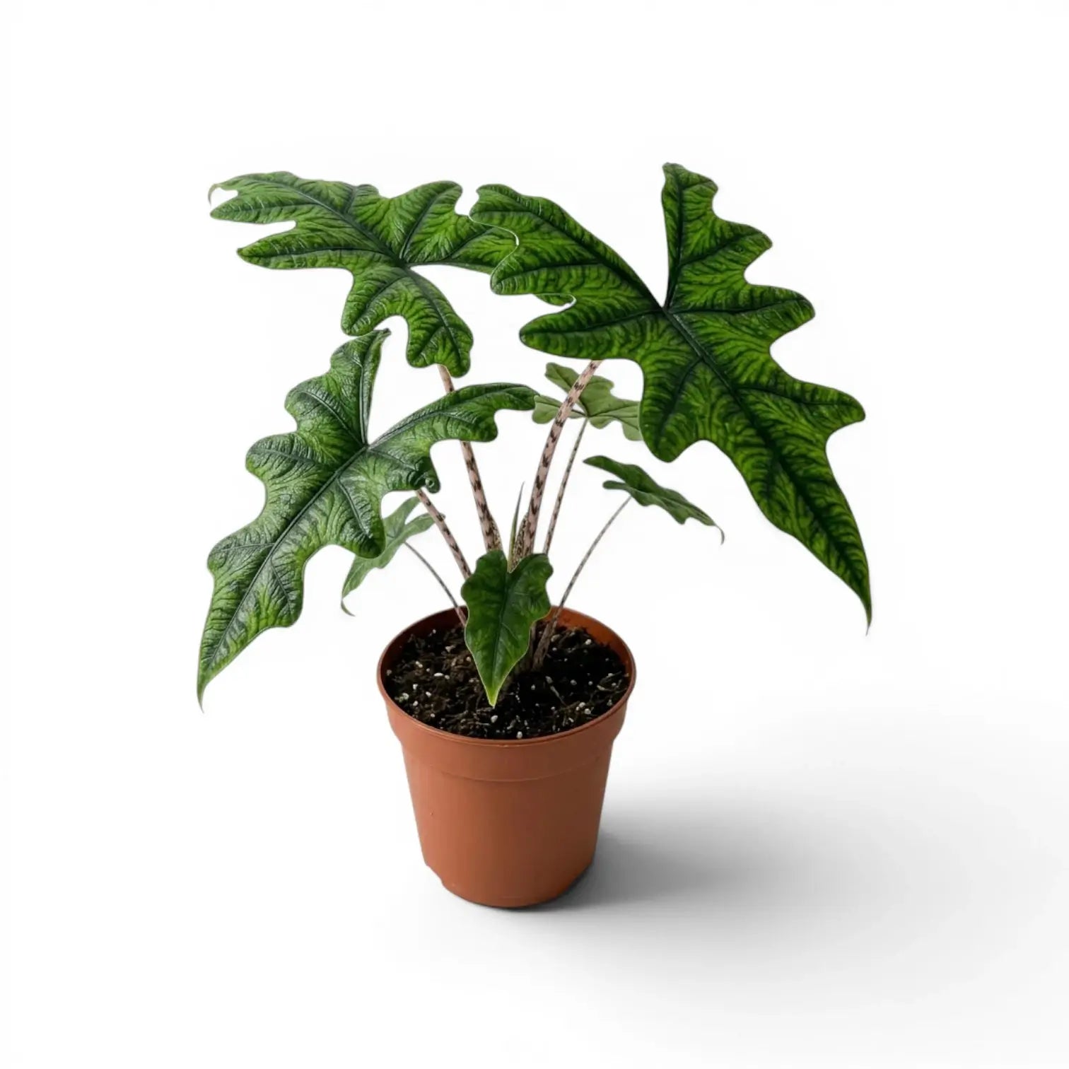Alocasia Jacklyn im Topf mit grünen Blättern auf weißem Hintergrund