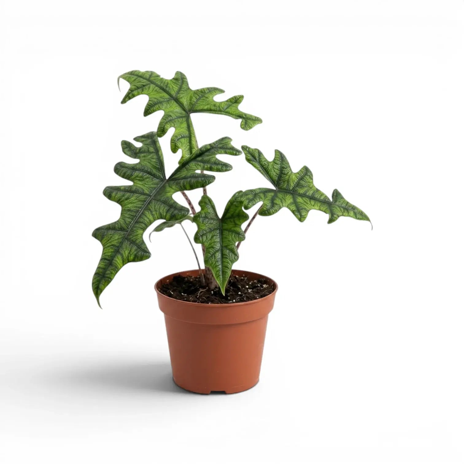 Alocasia Jacklyn im Topf mit grünen Blättern auf weißem Hintergrund