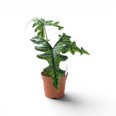 Alocasia Jacklyn im Topf mit grünen Blättern auf weißem Hintergrund