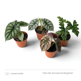 Four young Alocasias with silver, pink and dark green leaves viewed from above