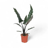 Alocasia lauterbachiana potted plant in nursery pot on white background.