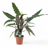 Alocasia lauterbachiana potted plant in nursery pot on white background.