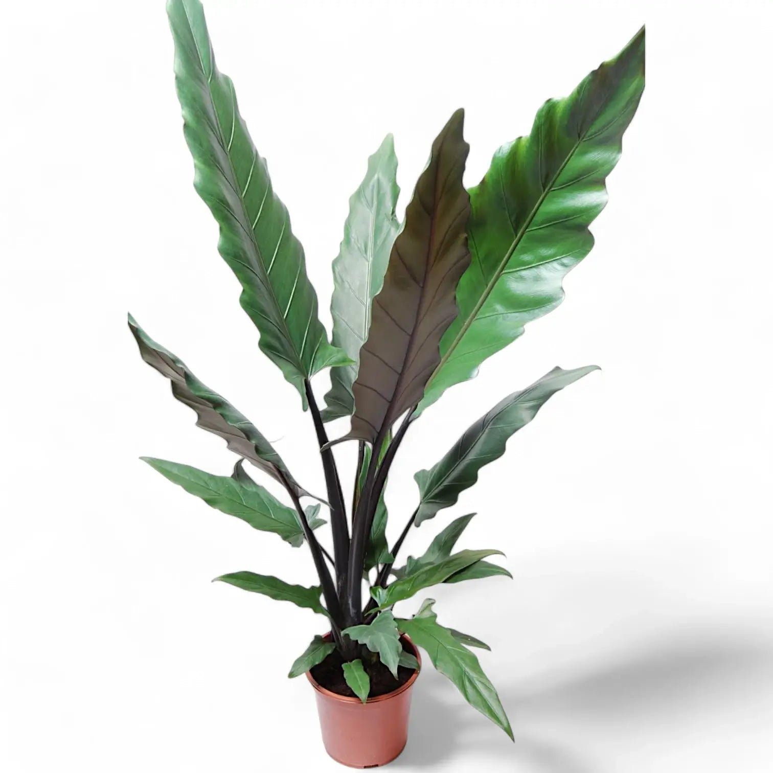Alocasia lauterbachiana potted plant in nursery pot on white background.