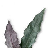 Alocasia lauterbachiana potted plant in nursery pot on white background.