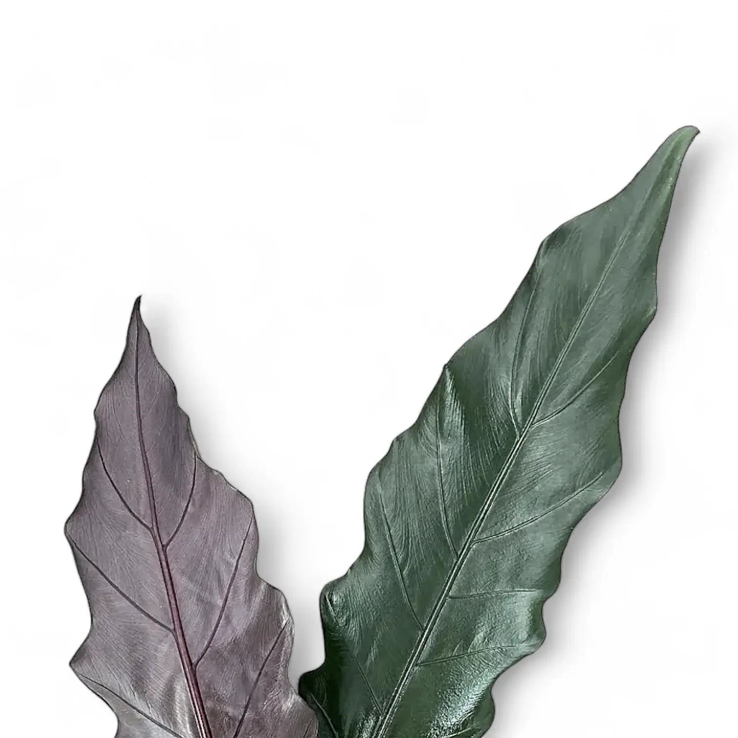 Alocasia lauterbachiana potted plant in nursery pot on white background.