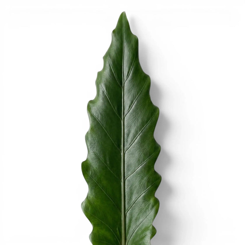 Nahaufnahme eines langen, schmalen Blatts von Alocasia lauterbachiana vor weißem Hintergrund