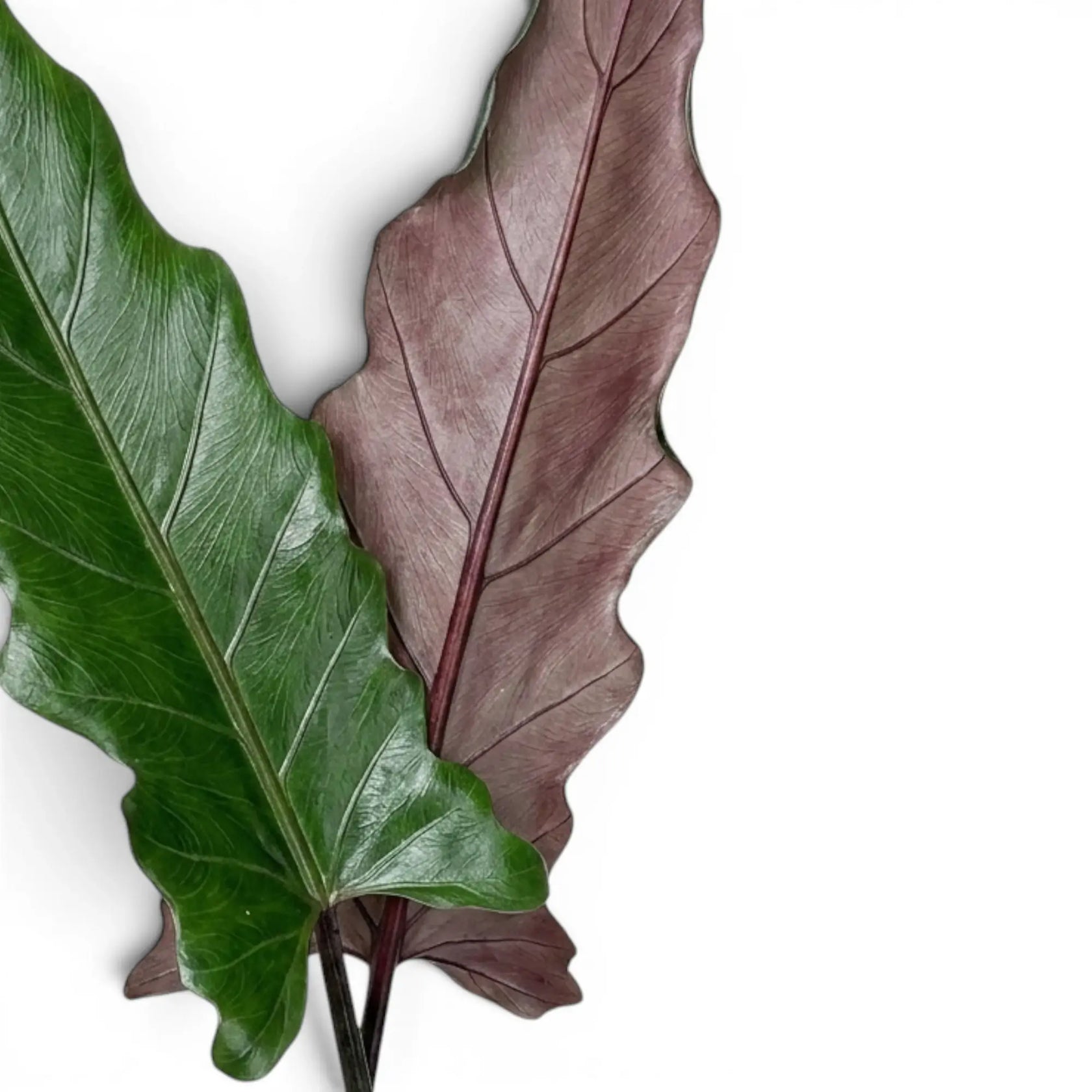 Nahaufnahme eines langen, schmalen Blatts von Alocasia lauterbachiana vor weißem Hintergrund