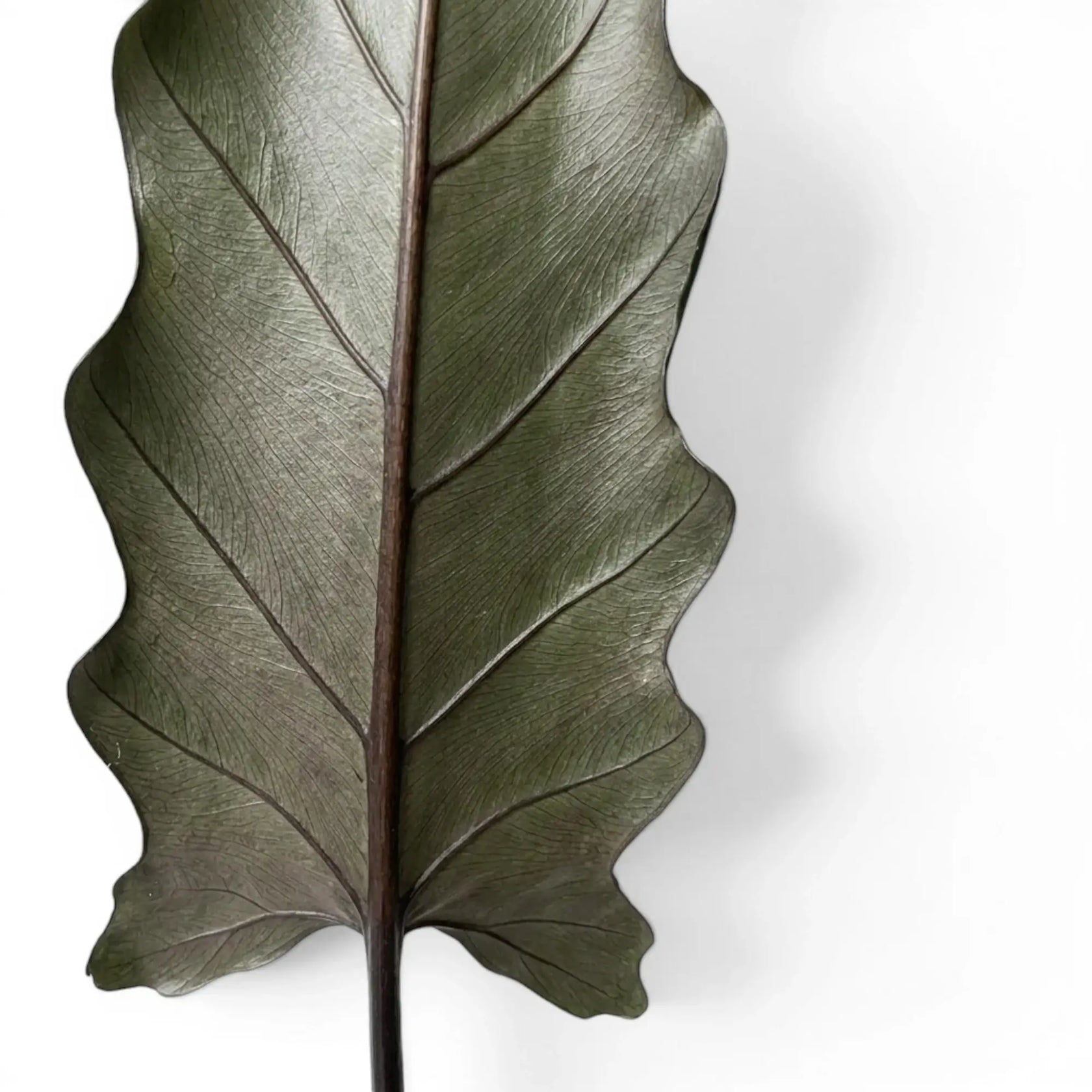 Nahaufnahme eines langen, schmalen Blatts von Alocasia lauterbachiana vor weißem Hintergrund