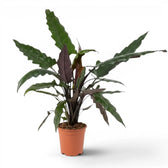 Alocasia lauterbachiana mit mehreren langen, schmalen Blättern im Anzuchttopf vor weißem Hintergrund
