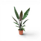 Alocasia lauterbachiana mit mehreren langen, schmalen Blättern im Anzuchttopf vor weißem Hintergrund