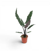 Alocasia lauterbachiana mit mehreren langen, schmalen Blättern im Anzuchttopf vor weißem Hintergrund