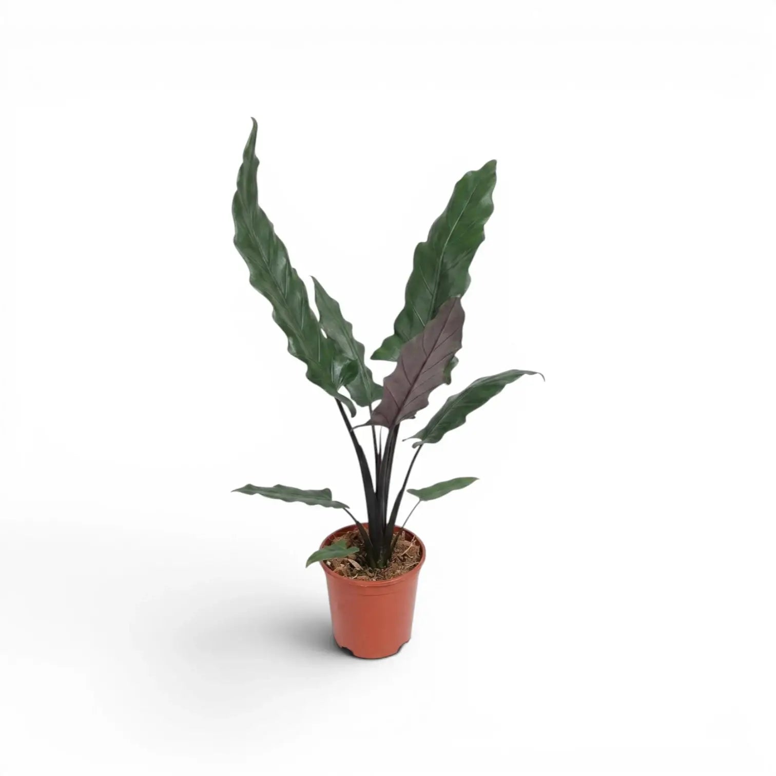 Alocasia lauterbachiana mit mehreren langen, schmalen Blättern im Anzuchttopf vor weißem Hintergrund