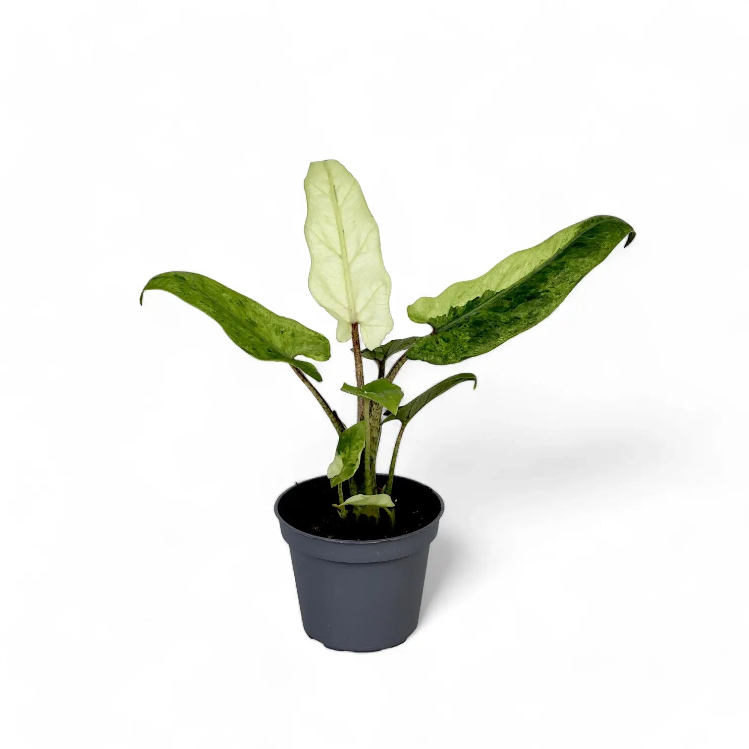 Alocasia lauterbachiana variegata – Topfpflanze im Kulturtopf vor weißem Hintergrund, Produktfoto 2.