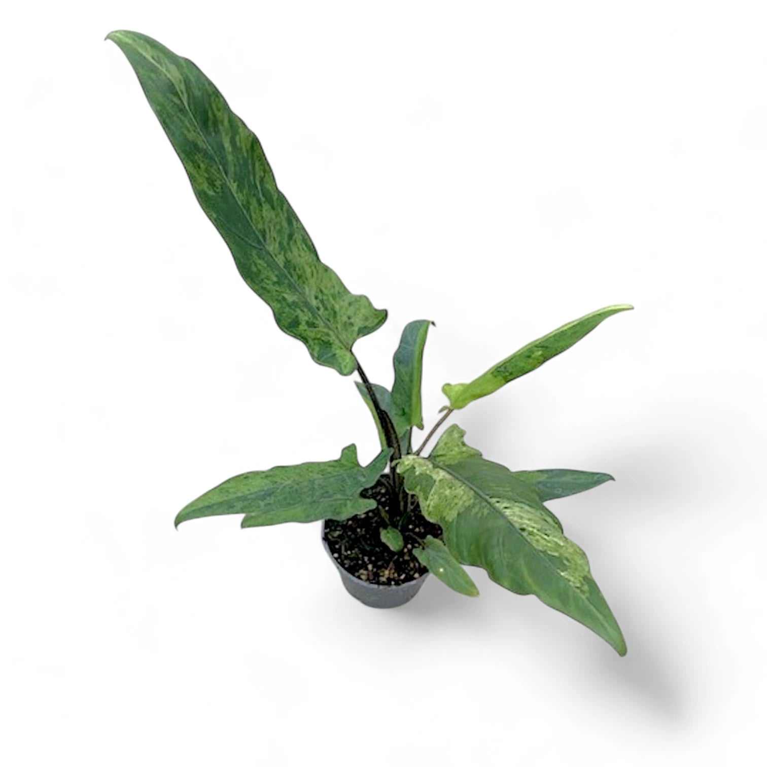 Alocasia lauterbachiana variegata – Topfpflanze im Kulturtopf vor weißem Hintergrund, Produktfoto 6.