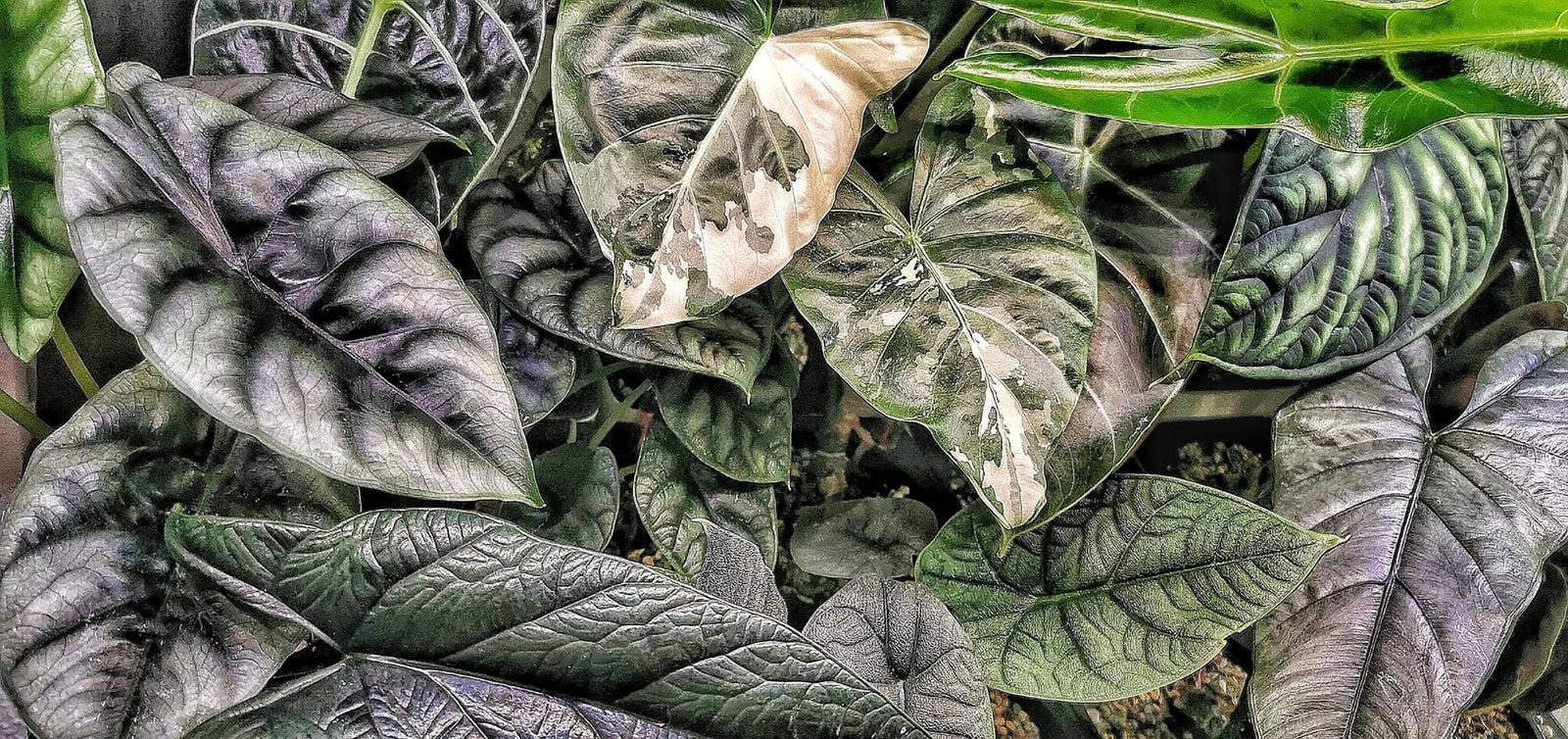 Close-up of various Alocasia leaves with a focus on texture and color variation.