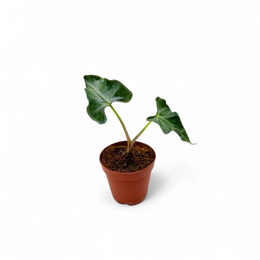 Alocasia 'Loco' – Zimmerpflanze im Kulturtopf auf weißem Hintergrund, Produktfoto 2.