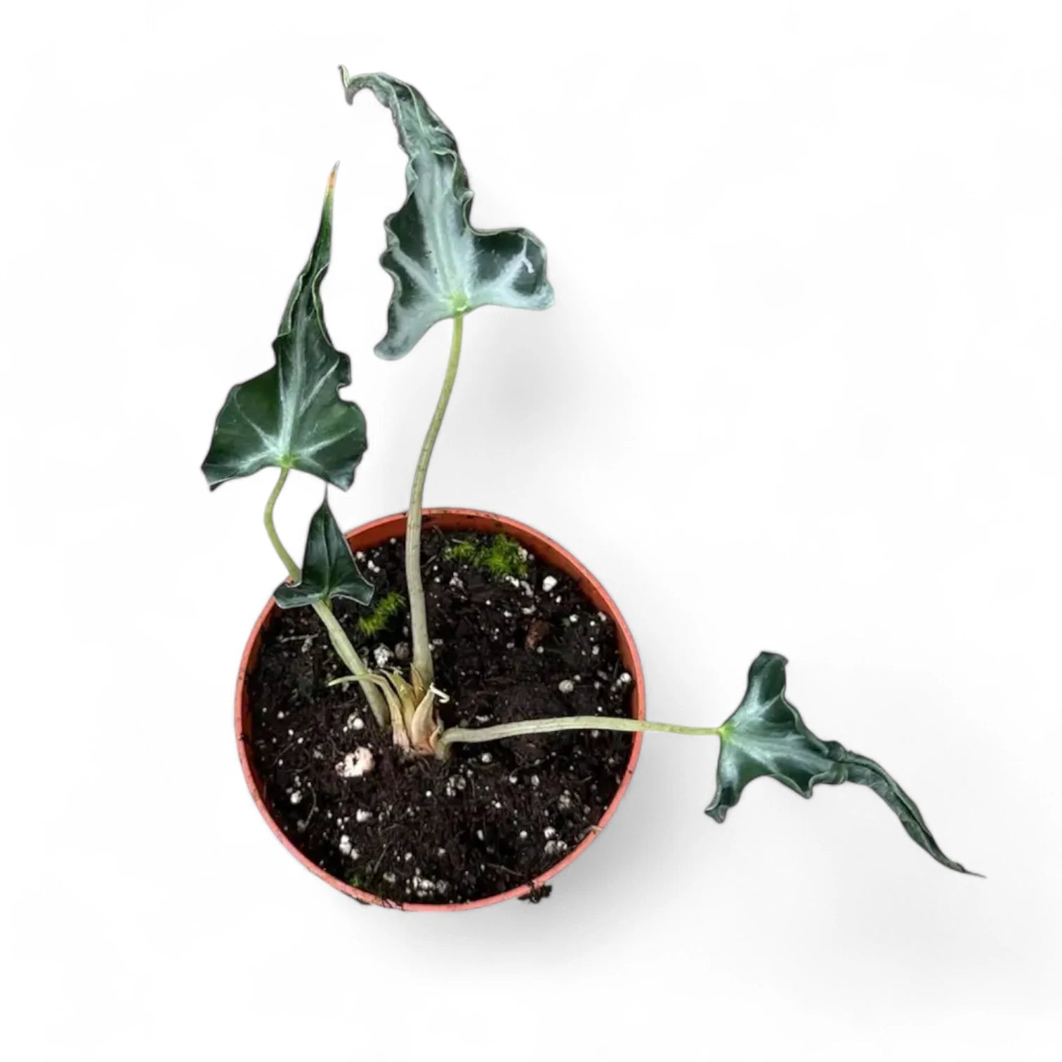 Alocasia 'Loco' potted plant in nursery pot on white background.