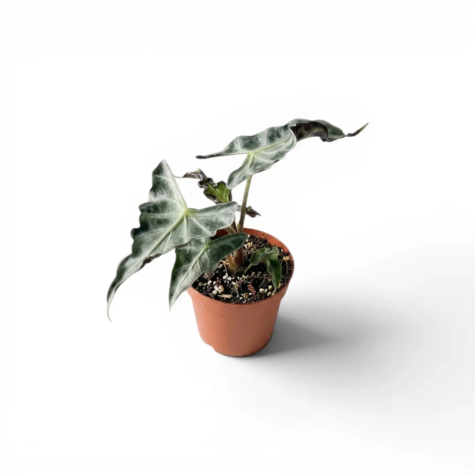 Kleine Jungpflanze von Alocasia Loco im Topf vor weißem Hintergrund