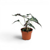 Kleine Jungpflanze von Alocasia Loco im Topf vor weißem Hintergrund