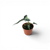 Kleine Jungpflanze von Alocasia Loco im Topf vor weißem Hintergrund