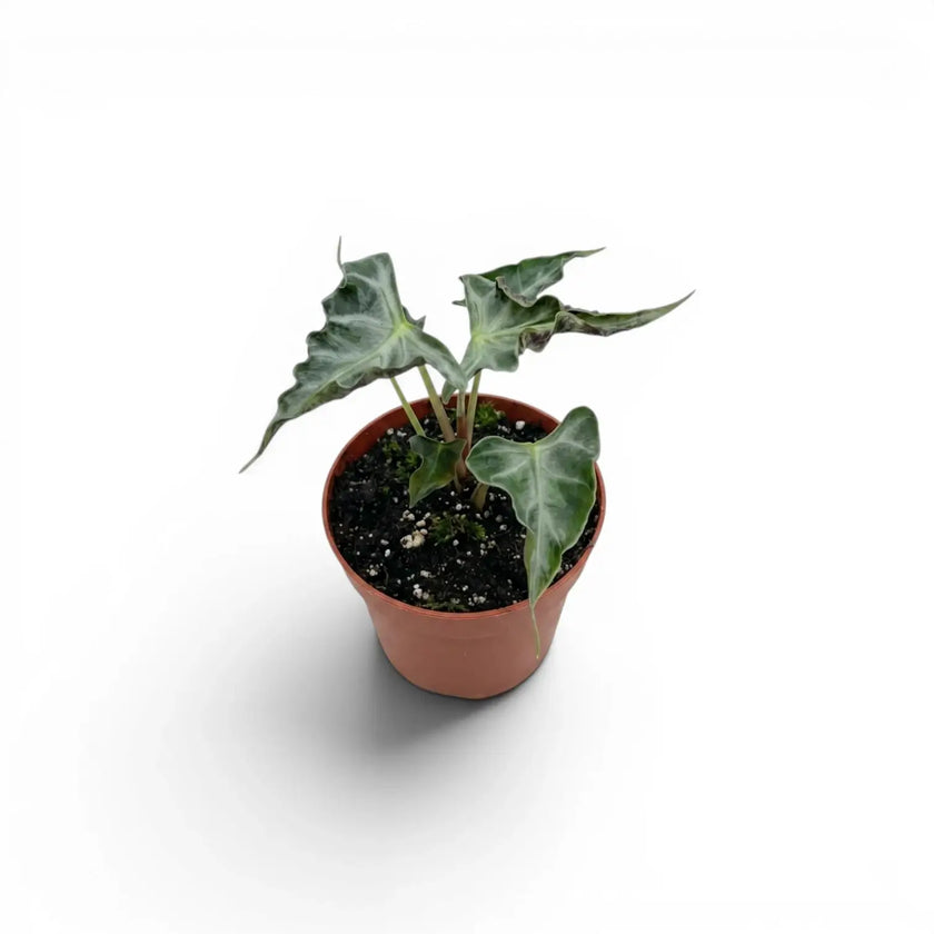 Small potted Alocasia Loco baby plant on a white background