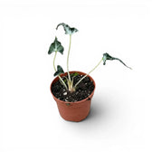 Kleine Jungpflanze von Alocasia Loco im Topf vor weißem Hintergrund