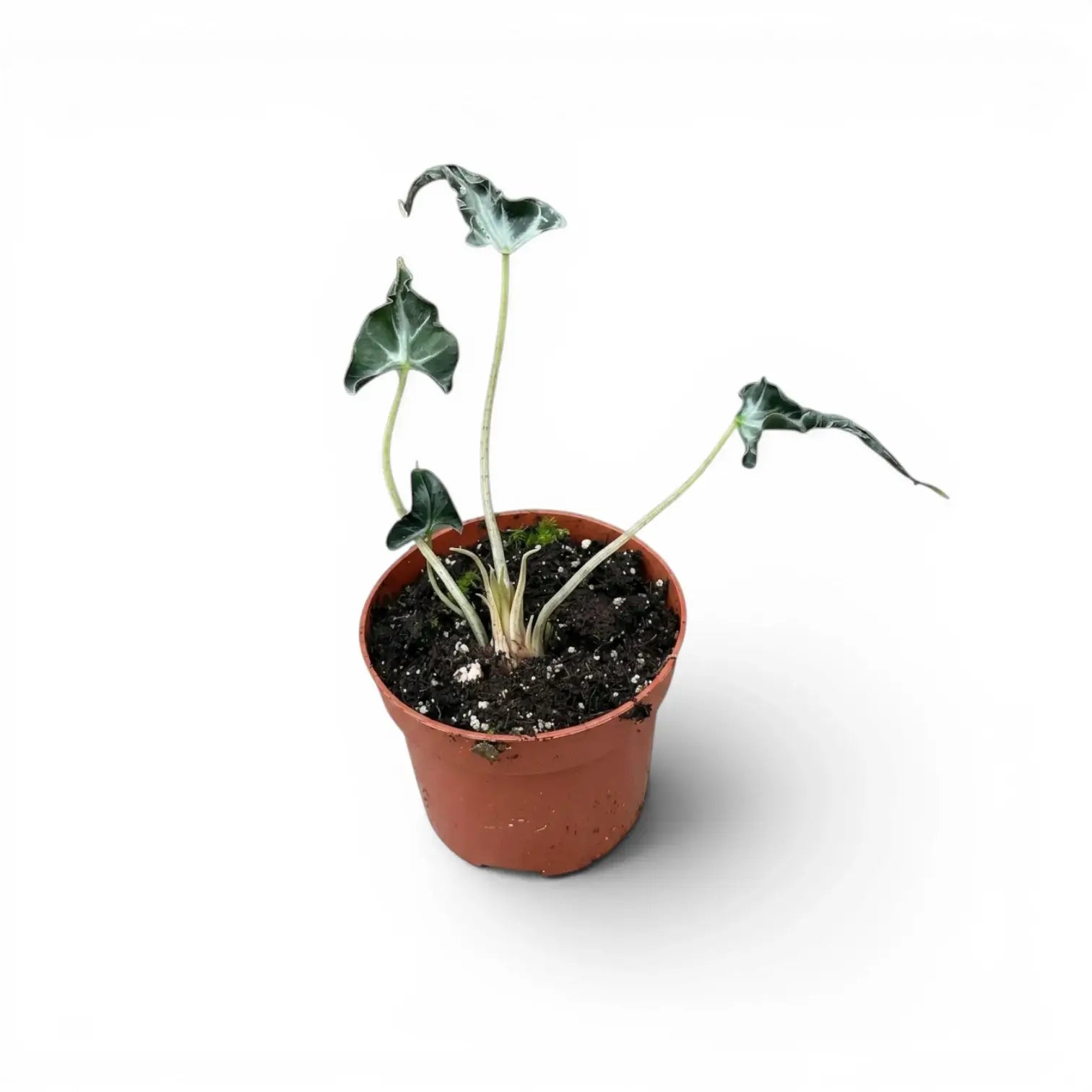 Kleine Jungpflanze von Alocasia Loco im Topf vor weißem Hintergrund