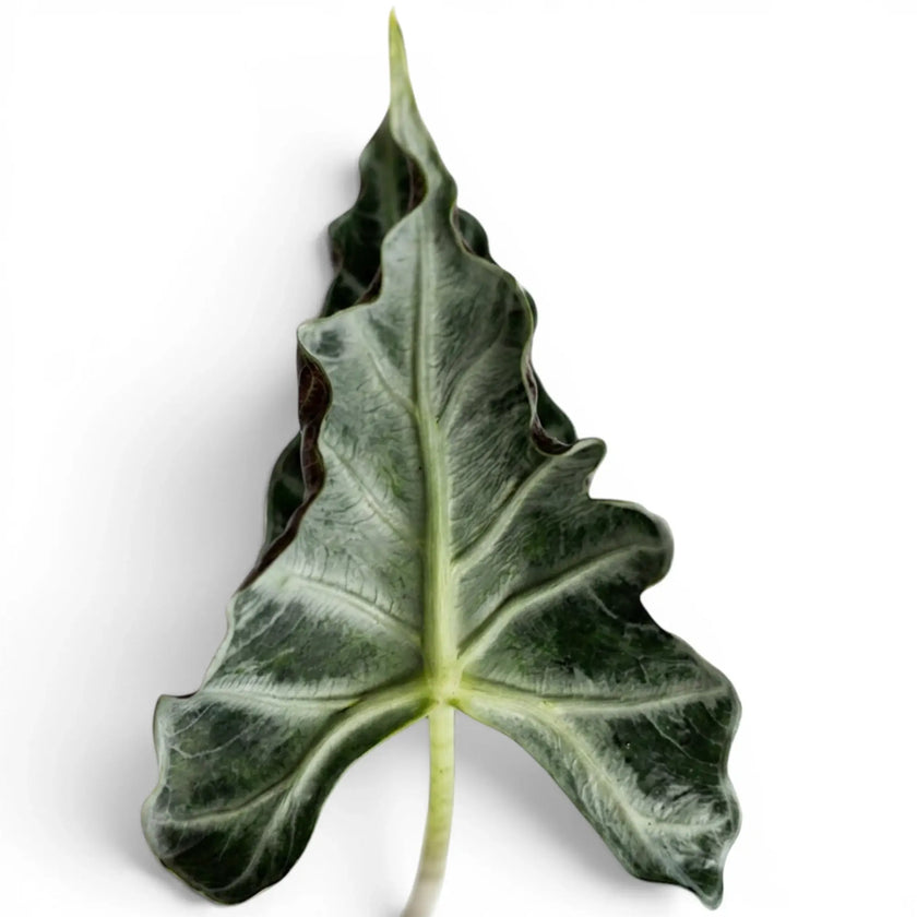 Close-up of a green crinkled leaf of Alocasia Loco with pale veins on a white background