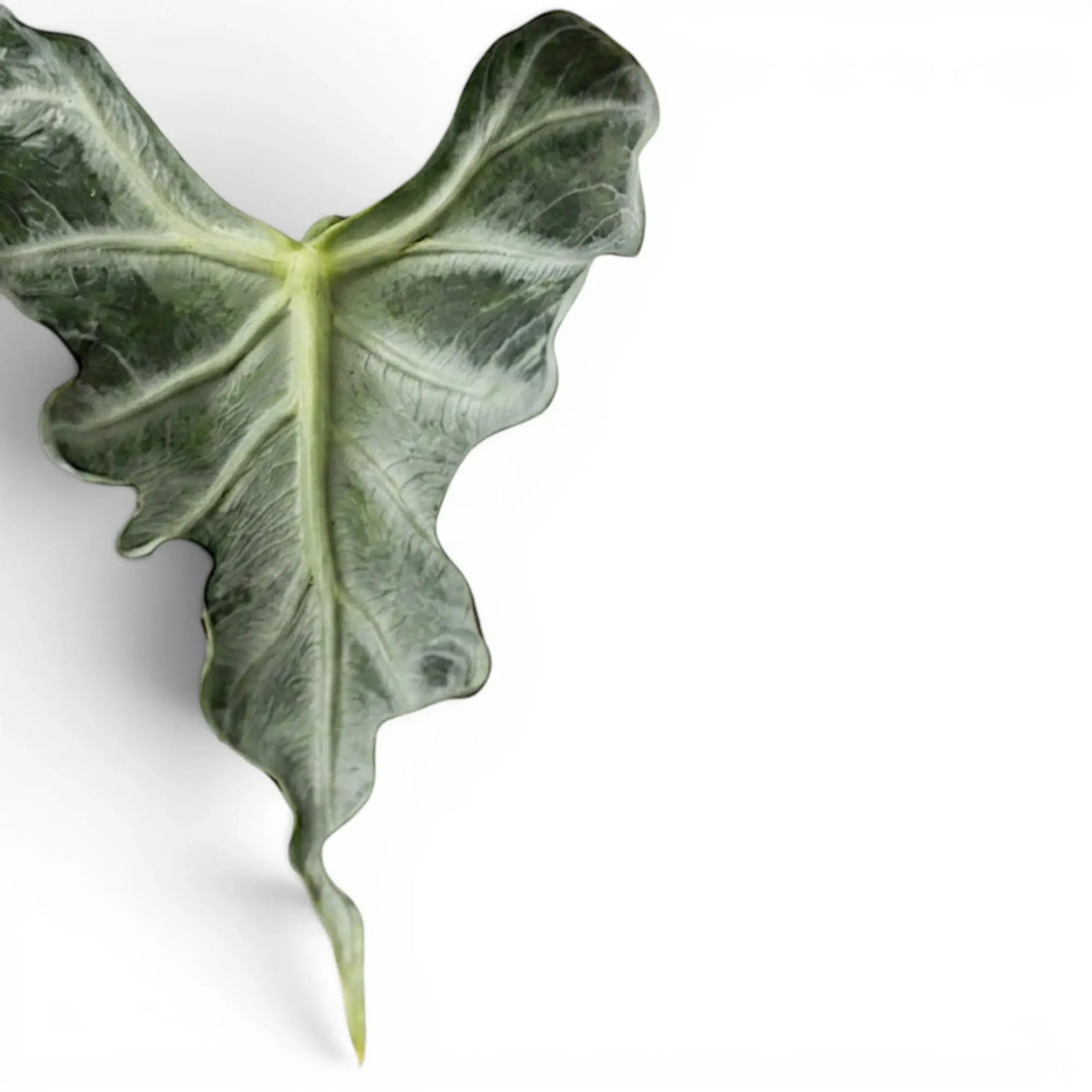 Nahaufnahme eines grünen, gekräuselten Blatts von Alocasia Loco mit hellen Adern vor weißem Hintergrund