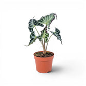 Alocasia Loco in blauen Töpfen mit gekräuselten grünen Blättern vor weißem Hintergrund