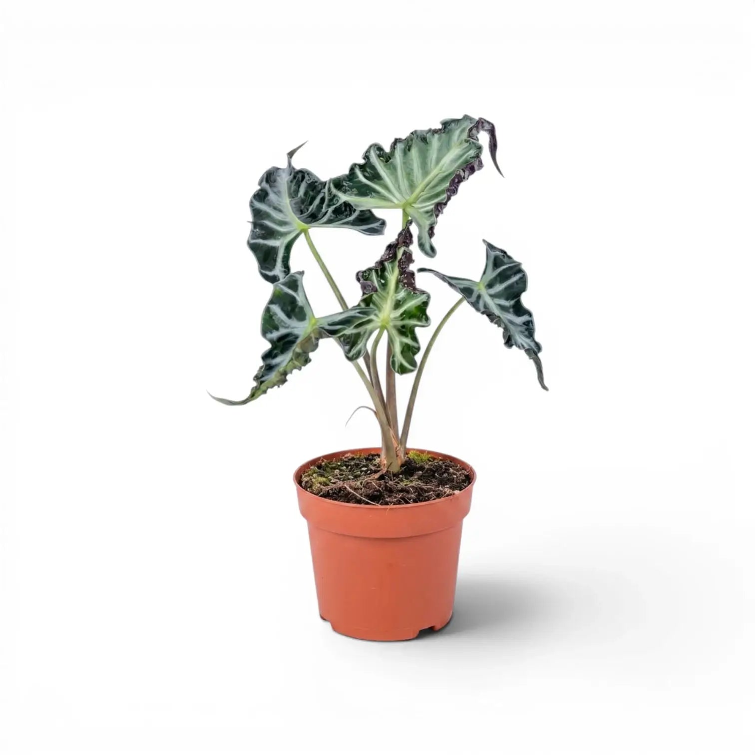 Alocasia Loco in blauen Töpfen mit gekräuselten grünen Blättern vor weißem Hintergrund