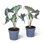 Zwei Alocasia Loco in blauen Töpfen mit großen, gekräuselten grünen Blättern vor weißem Hintergrund