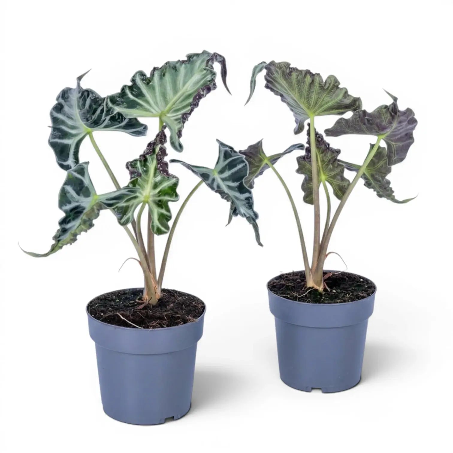 Zwei Alocasia Loco in blauen Töpfen mit großen, gekräuselten grünen Blättern vor weißem Hintergrund