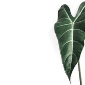 Alocasia longiloba leaf close-up on white background.