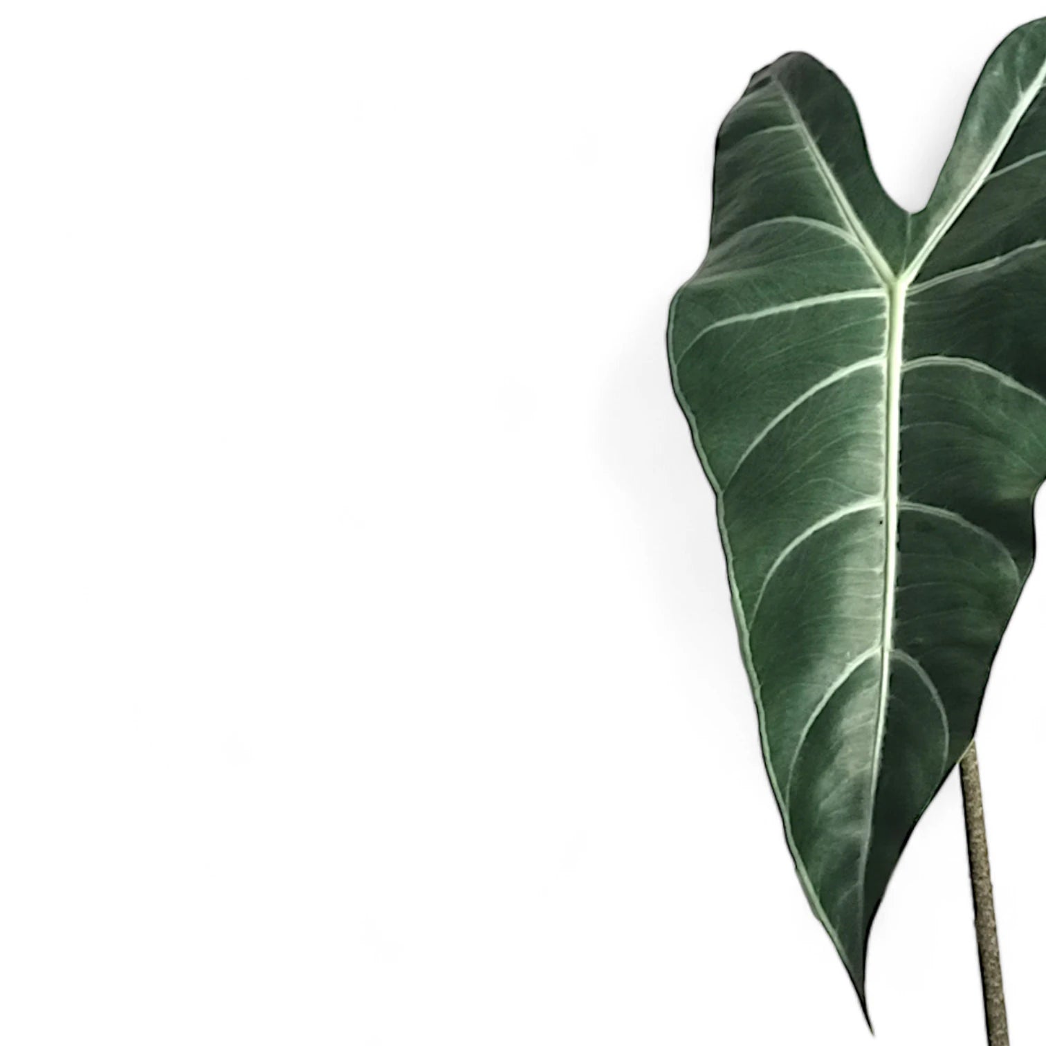 Alocasia longiloba close-up of leaf on white background.