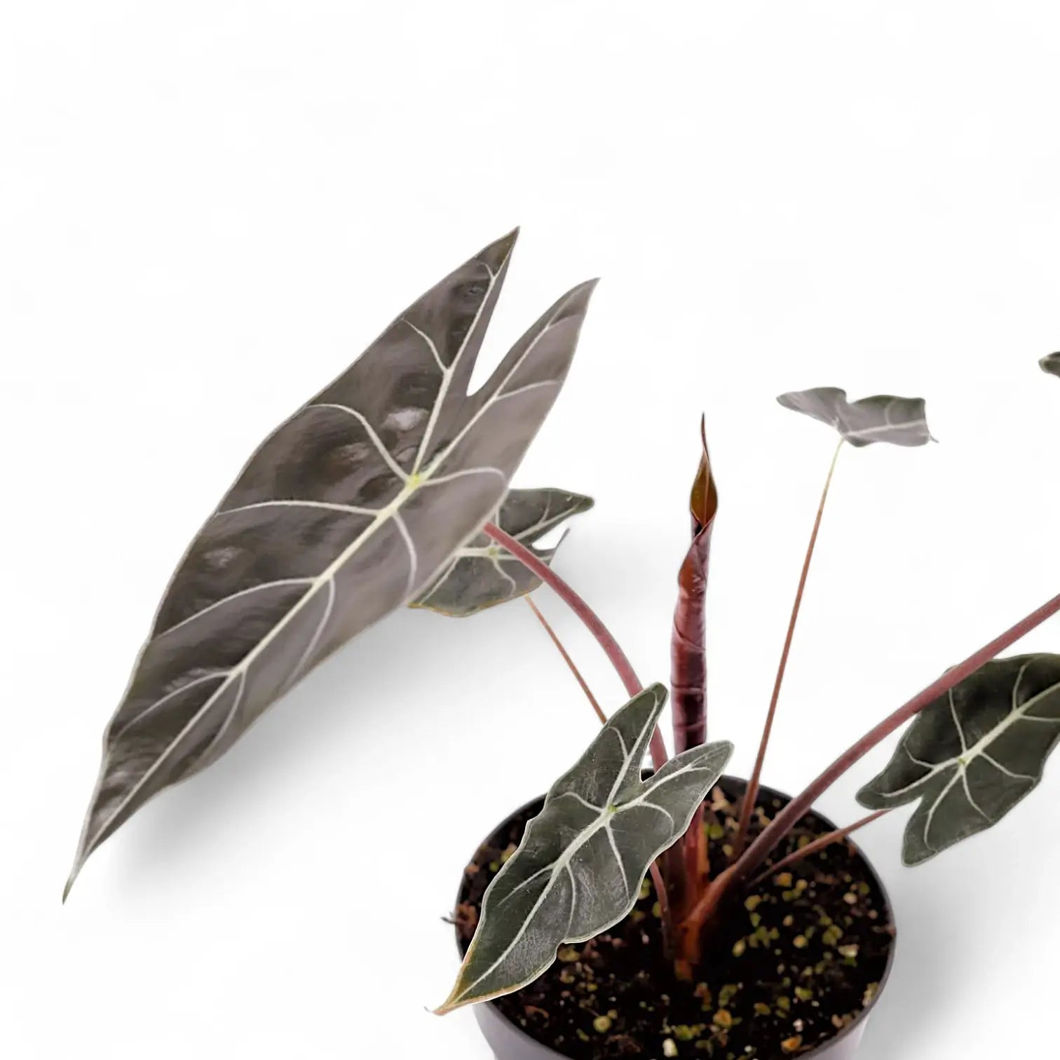 Alocasia longiloba 'Dragon's Tooth' potted plant in nursery pot on white background.