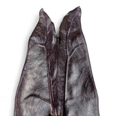 Alocasia longiloba 'Purple' close-up of leaf on white background.