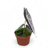 Alocasia longiloba 'Purple' potted plant in nursery pot on white background.