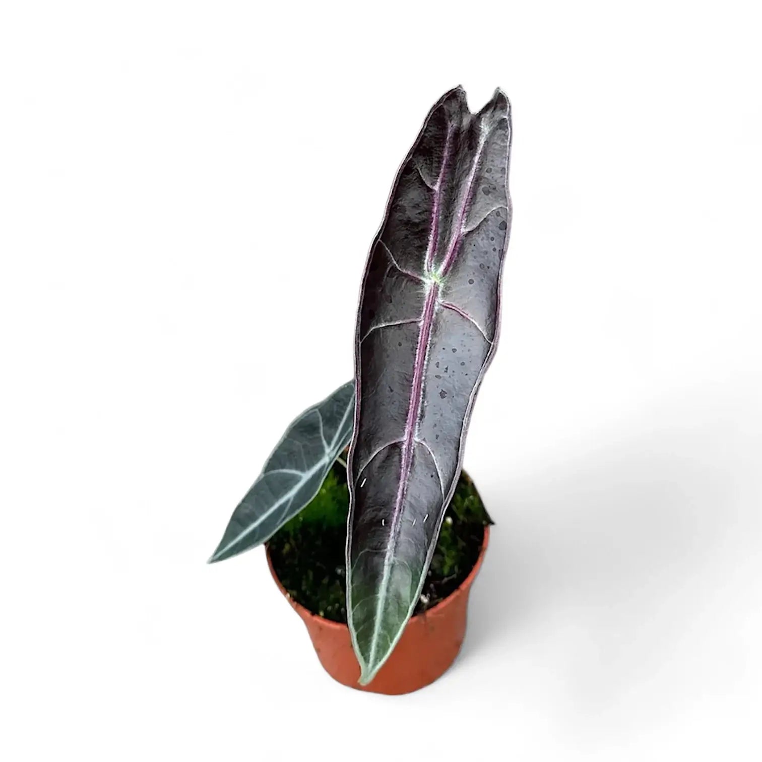Alocasia longiloba 'Purple' potted plant in nursery pot on white background.