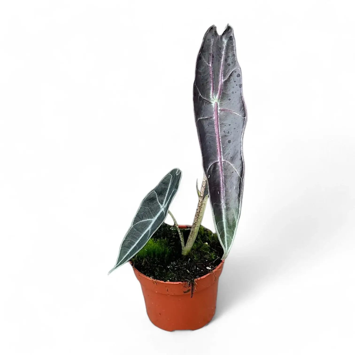 Alocasia longiloba 'Purple' potted plant in nursery pot on white background.
