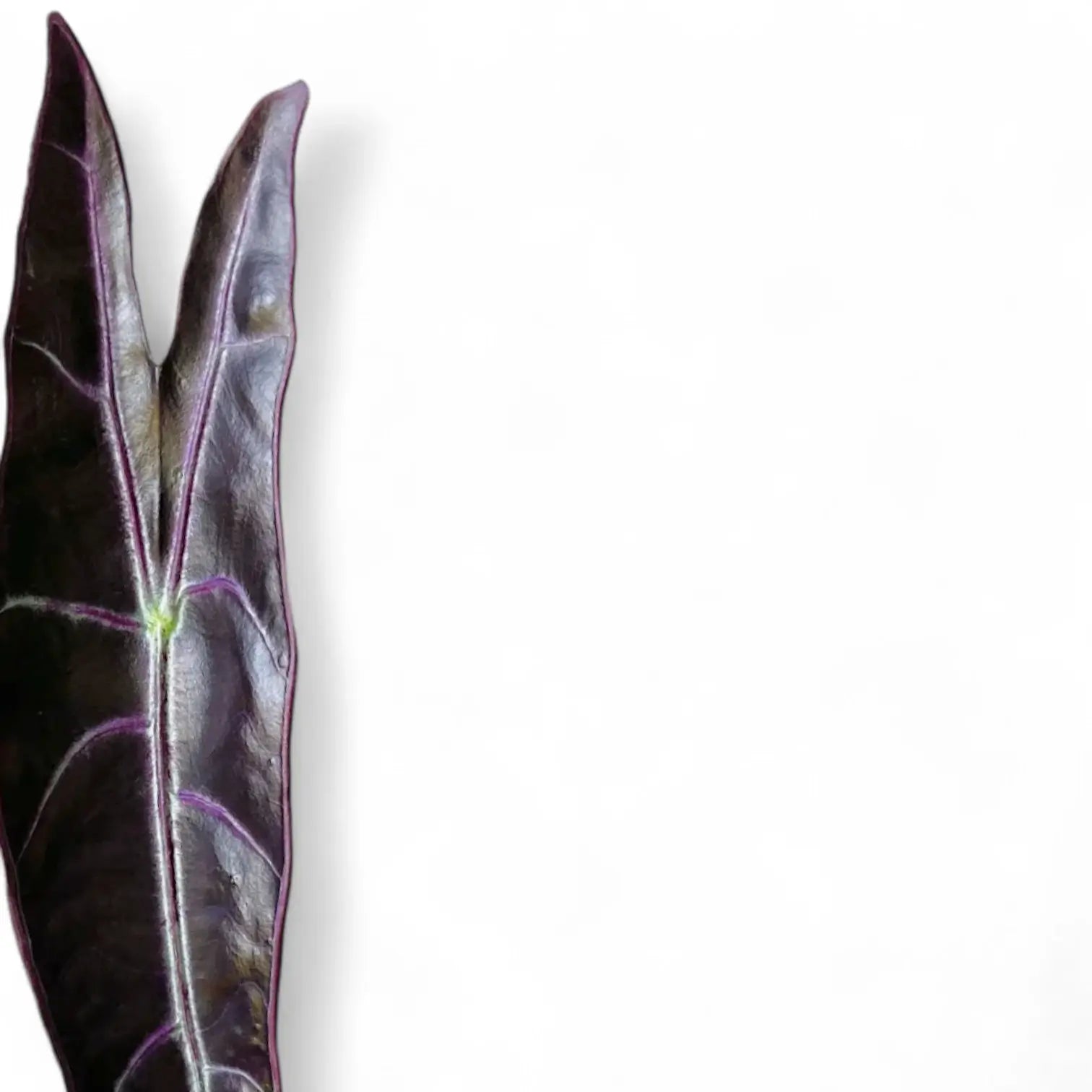 Alocasia longiloba 'Purple' potted plant in nursery pot on white background.