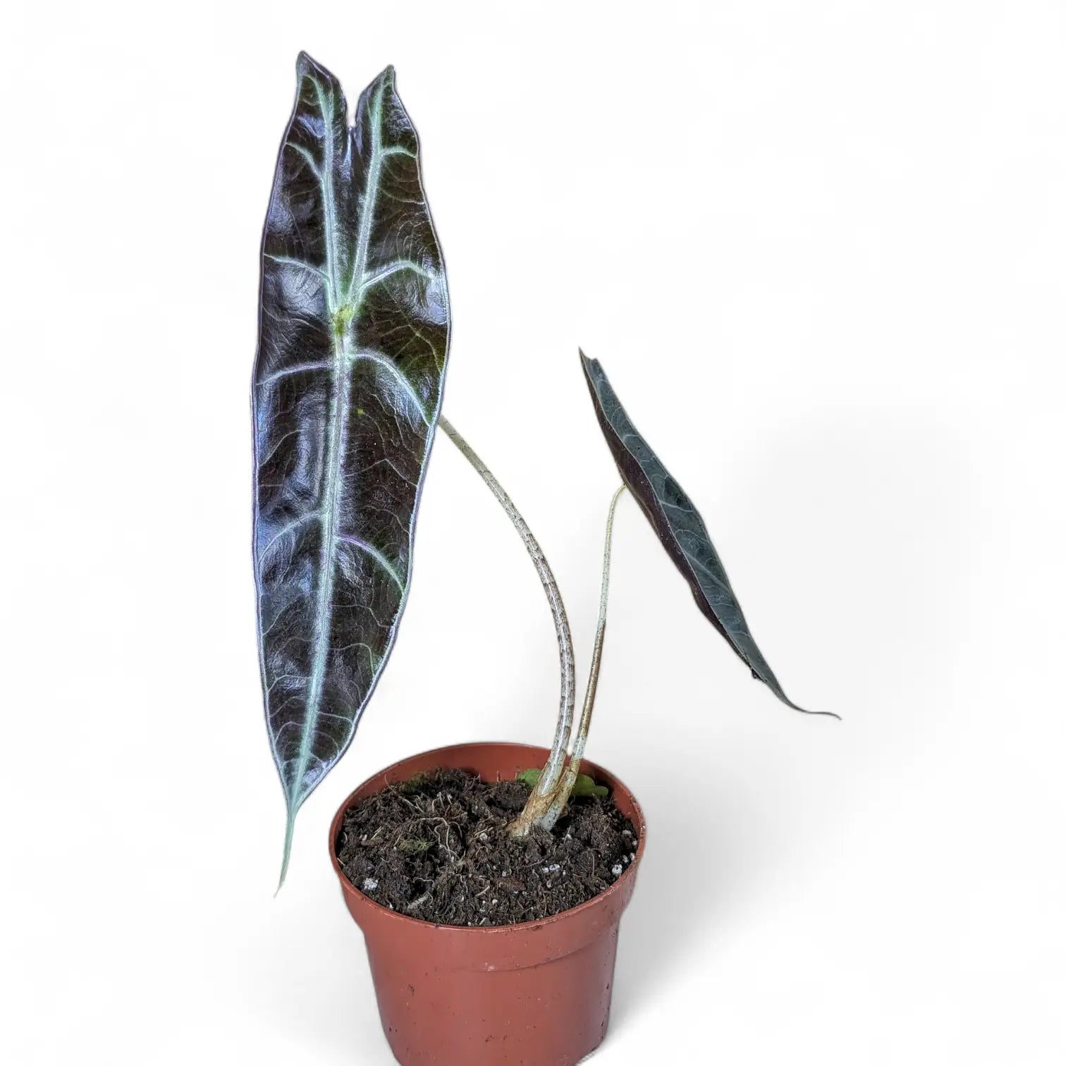 Alocasia longiloba 'Purple' potted plant in nursery pot on white background.