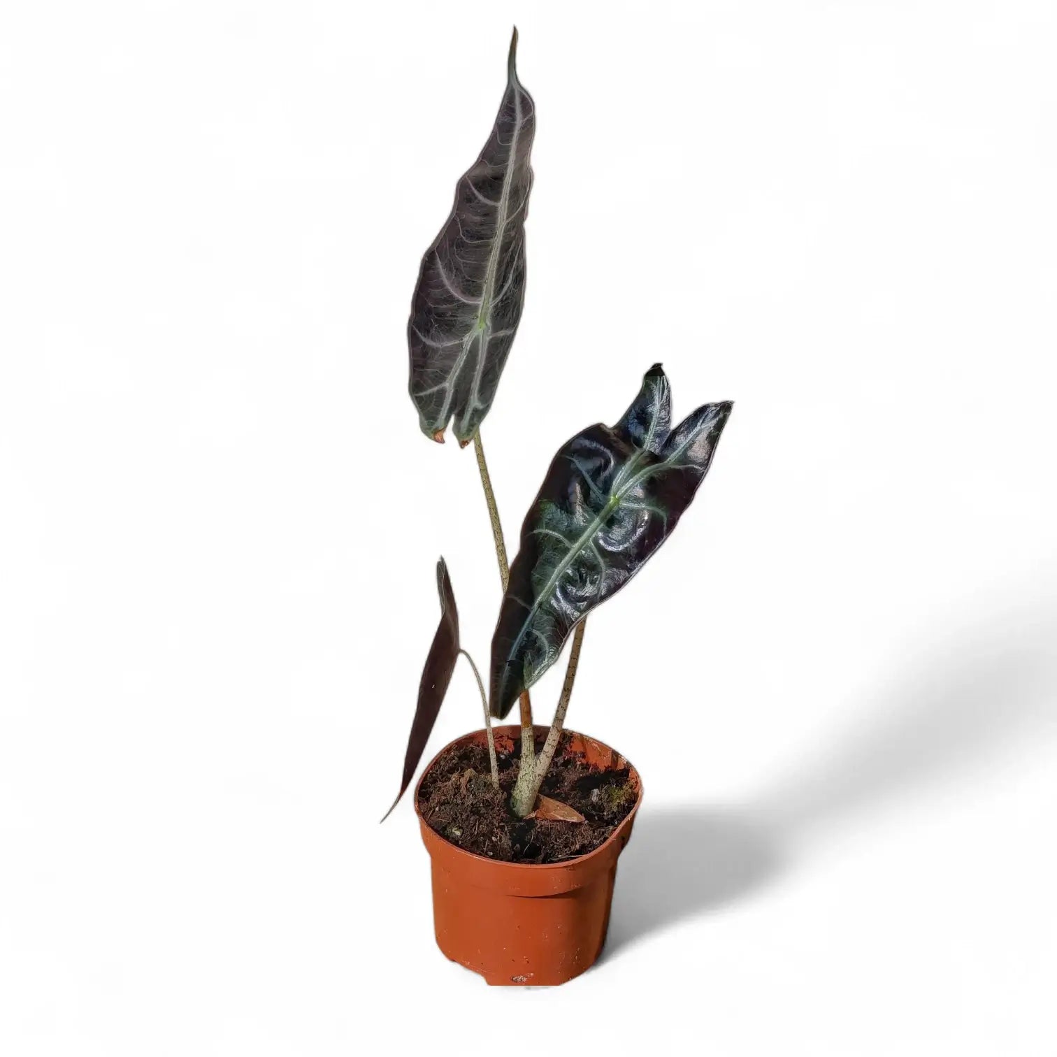 Alocasia longiloba 'Purple' potted plant in nursery pot on white background.